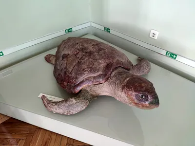 Краснодар | Международный день морской черепахи - БезФормата