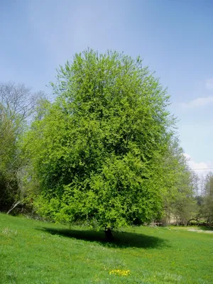 Черёмуха виргинская (Prunus virginiana)