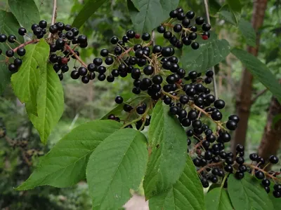 Черёмуха Маака (Prunus maackii)