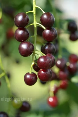 Черёмуха Маака (Prunus maackii)