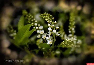 Черёмуха виргинская (Prunus virginiana)