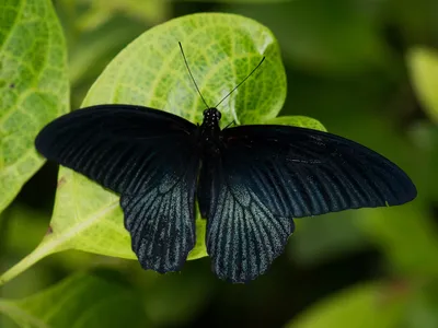 Черная бабочка 