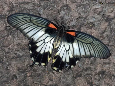 Темная бабочка - картинки и фото 