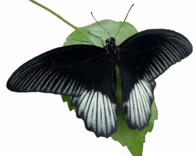 Красивая черная бабочка на изображениях generative ai | Премиум Фото