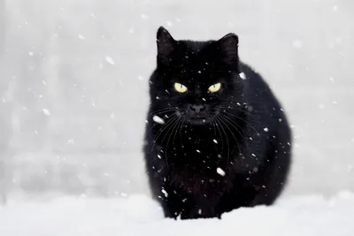 Чёрная кошка в чёрной комнате…» — создано в Шедевруме