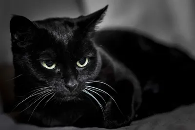 Черная кошка картинки