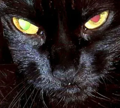 Брошь черная кошка купить в интернет магазине в Москве