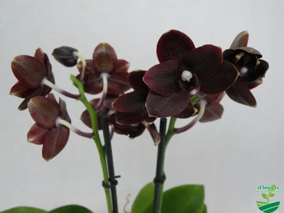Черная Орхидея на подарок ✾ Купить Киев ✾ Интернет-магазин