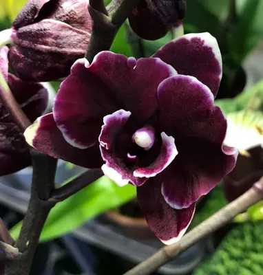 Орхидея Phalaenopsis Black, Big Lip