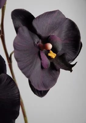 Черная орхидея купить с доставкой