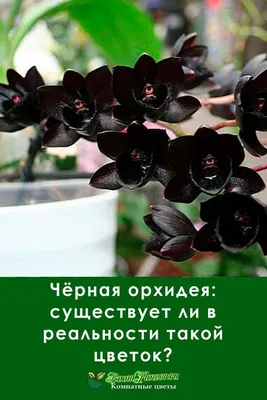 Черная орхидея-муза аромата "Black Orchid", расцвела в Москве - 