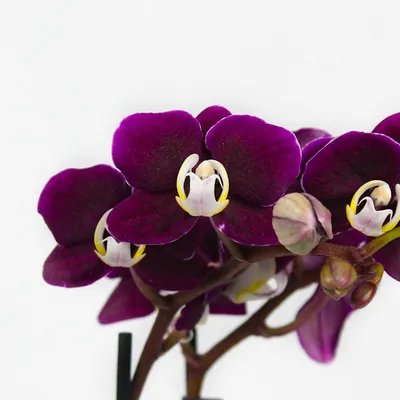 Брошь - Черная Орхидея () из коллекции FLORA - купить оптом и в розницу с  доставкой по всей России в интернет-магазине 