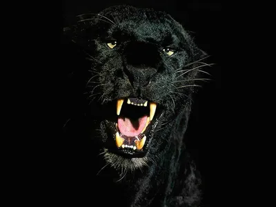 Черная пантера картинки