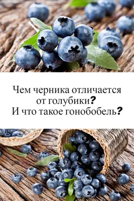 Чем отличается черника от голубики - Agro-market