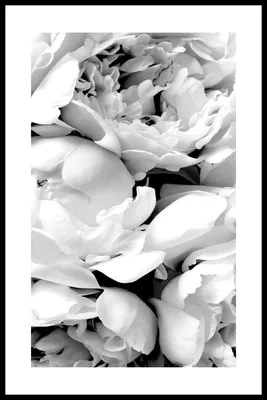 Тени цветов: лучшие черно-белые фото года | Фотогалереи | Известия