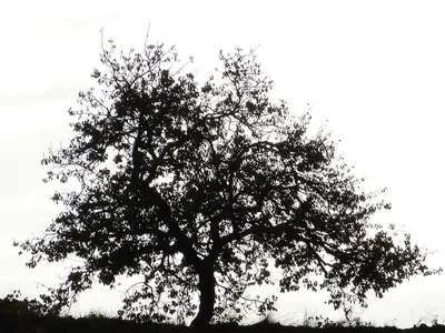 Дерево рисунок черно белый - 85 фото