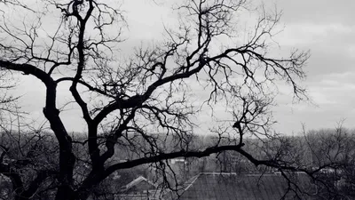 Фотообои Чёрно-белые деревья на стену. Купить фотообои Чёрно-белые деревья  в интернет-магазине WallArt