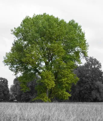 Черно-Белый Деревья Черно Белые - Бесплатное фото на Pixabay - Pixabay