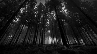 Download wallpaper 1920x1080 wood, black-and-white, from below, trees,  gloomy, kroner, fog, silence full hd, hdtv, fhd, 1080p hd background