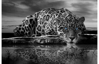 Купить фотообои Черно-белый гепард арт. 103016 на стену: цены, фото,  каталог - интернет-магазин «LIKE»