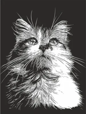 Черно белые рисунки животных для детей (38 фото)