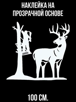 В Волоколамском городском округе охота на лосей уже запрещена, на пушного  зверя – разрешена до весны / Новости / Администрация Волоколамского  городского округа