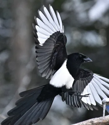 Черная птица белые крылья - картинки и фото 