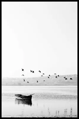 Большая черно белая птица - 72 фото