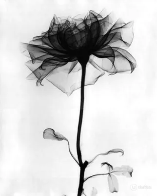 Фотообои "Черно-белые цветы"