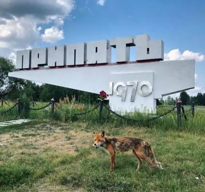 Чернобыль сейчас - фото из Чернобыля в наши дни, последствия катастрофы,  аварии на ЧАЭС