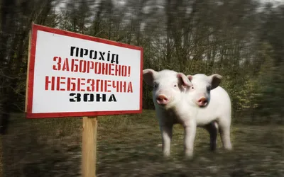 Животные из Чернобыля. - bigmir)net