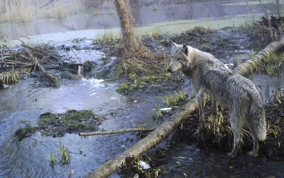 Медведи вернулись в Чернобыль после векового отсутствия