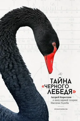 Черного лебедя #39