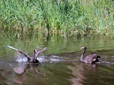 В одесском зоопарке вылупились птенцы черного лебедя | Новости Одессы
