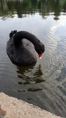 Мамочкин влог! | Черный лебедь на пруду🦢 Впервые увидела черного лебедя...  | Дзен