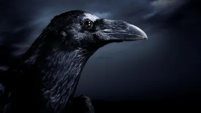 Черного ворона картинки