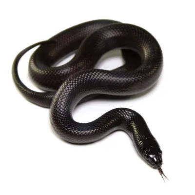 Мексиканская черная королевская змея.... | Интересный контент в группе С  мяукающими и гавкающими не соскучишься | Черная мамба, Экзотические  домашние животные, Животные
