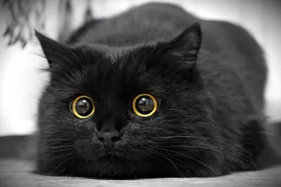 Черные котики in 2023 | Cat art, Cats, Creatures