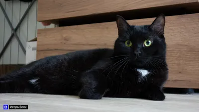 Фон, заставка, обои, wall , кот, чёрный кот, cat | Котята, Черные котята,  Милые котики