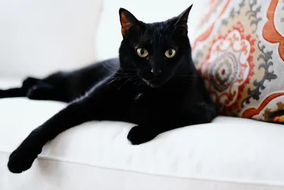 Чёрные котики Борман и Мини Багира,: 100 KGS ᐈ Коты | Шопоков | 45549762 ➤  