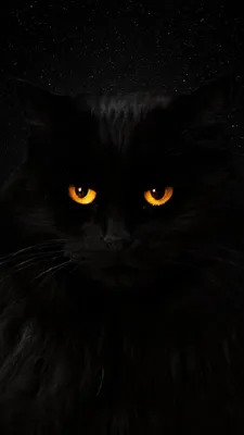 Черные котики картинки - 68 фото