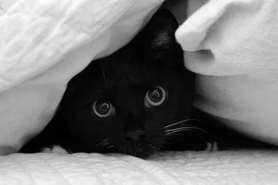 Черные котики - это любовь | Пикабу