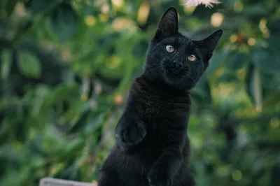Черные коты в чёрных дырах, …» — создано в Шедевруме