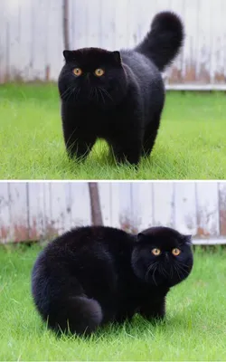 Черный кот - правда и мифы. Топ фактов о черных котах | Без кота и жизнь не  та | Дзен