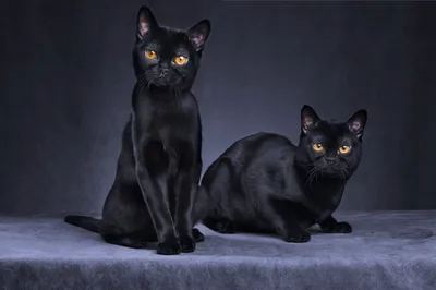 17 кадров, которые доказывают, что чёрные котики приносят радость и