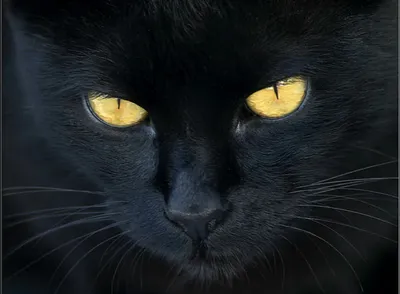 25 фотографий черных котов в честь Дня кошек -  - НГС