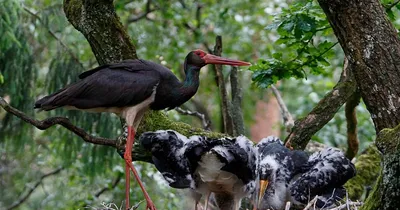 Аист черный (Ciconia nigra). Фотогалерея птиц. Фотографии птиц России,  Беларуси, Украины, Казахстана, Таджикистана, Азербайджана.