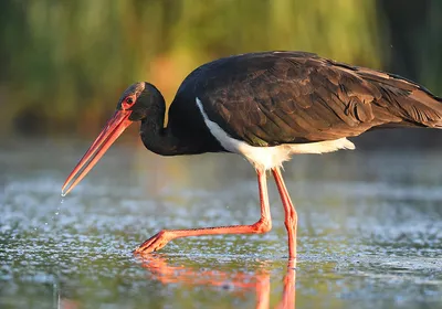 Black Stork | Black Stork - Ciconia nigra - Черный аист Isra… | Flickr