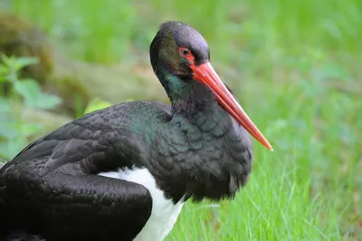 Чёрный аист (Ciconia nigra) — Зоопарк «Лимпопо» г. Нижний Новгород –  Нижегородский зоопарк