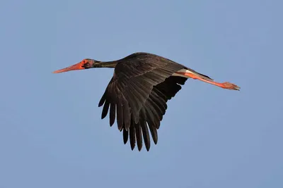 Чёрный аист – Ciconia nigra (Linnaeus, 1758) « Красная книга Томской  области | ОГБУ "Облкомприрода"